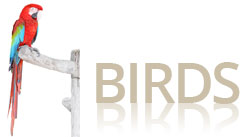 Bird Products